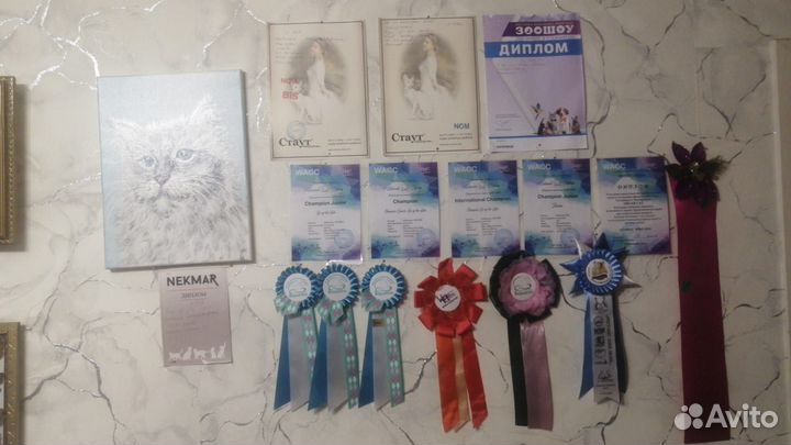 Невская маскарадная девочка