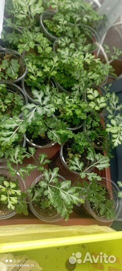 Папоротник комнатный