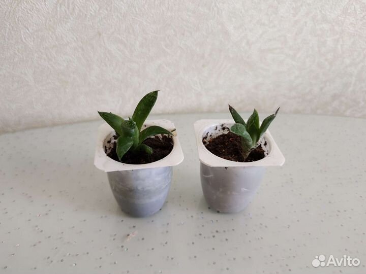 Суккуленты