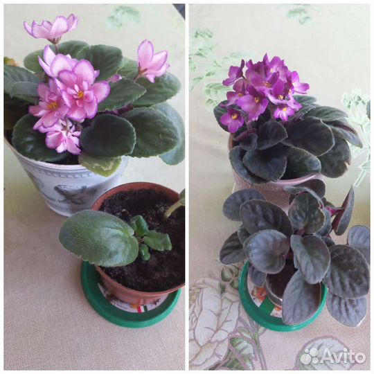 Фиалка в горшках