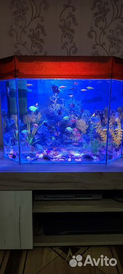 Аквариум с рыбками