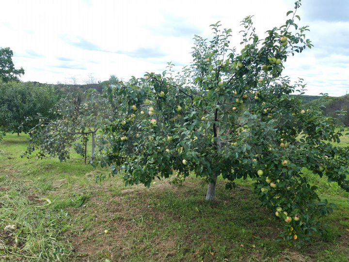 Дом 80 м² на участке 28 сот.