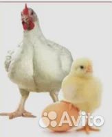 Бройлер. Круглогодично