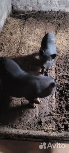 Вьетнамск вислобрюхий поросенок