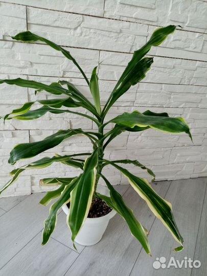 Пальма драцена