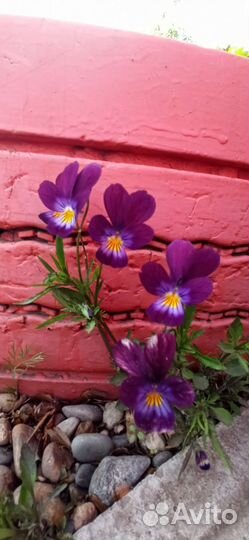 Анютины глазки