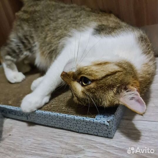 Кот Василий. Кастрирован