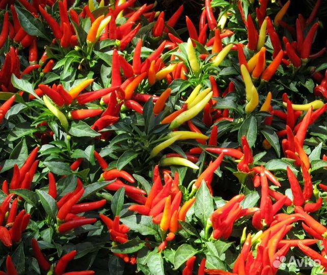 Перец декоративный Медуза