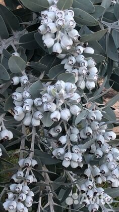 Семена эвкалипта