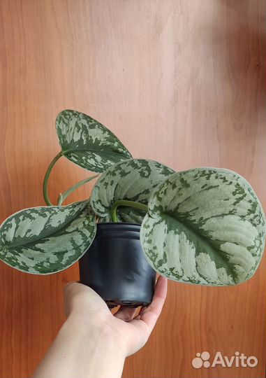 Сциндапсус