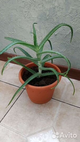 Диффенбахия два вида, Алоэ Вера, Спатифиллум