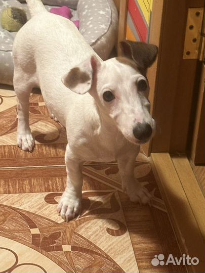 Щенки джек рассел терьер