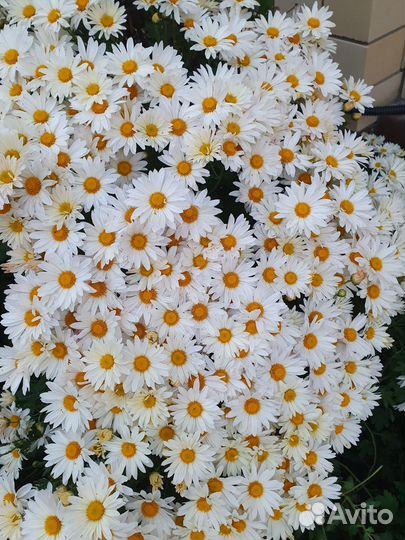 Хризантемы мультифлора