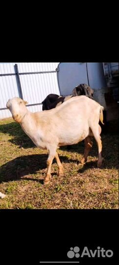 Козы ламанча