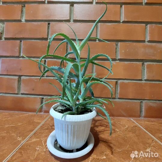 Продам Алоэ