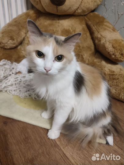 Кошка в дар бесплатно