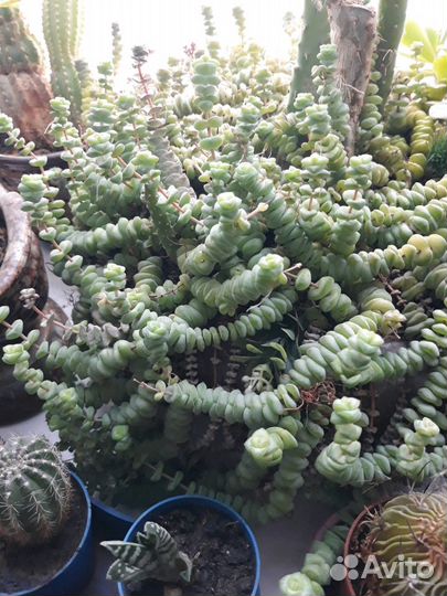 Комнатные растения