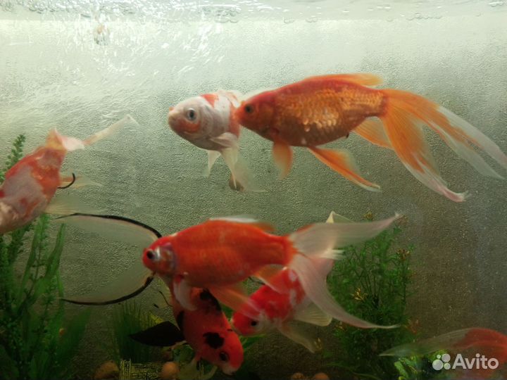 Золотая рыбка