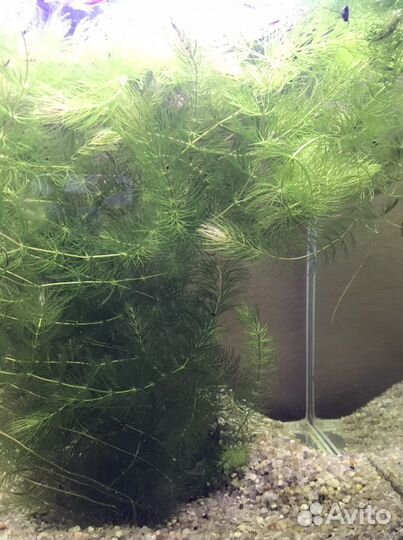 Водоросли для аквариума