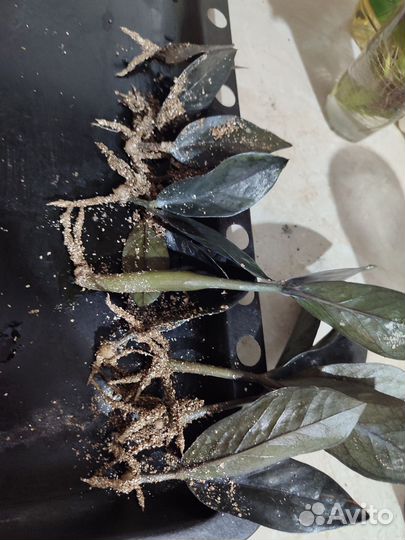 Замиакулькас равен