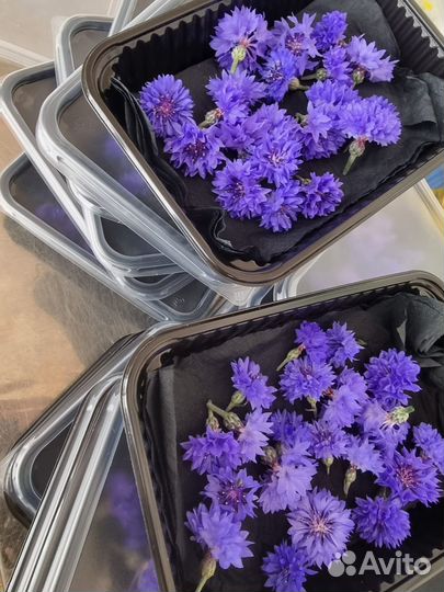 Набор 20 головок васильков