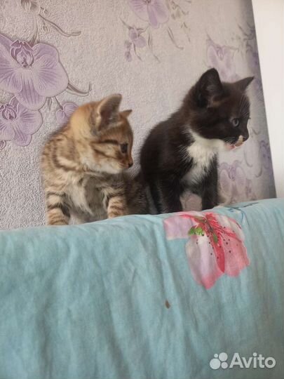 Котята в дар бесплатно