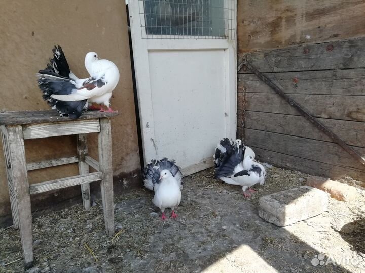 Бойные голуби, павлины