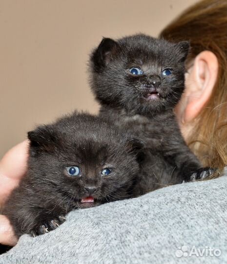 Котята Ночка и Черничка