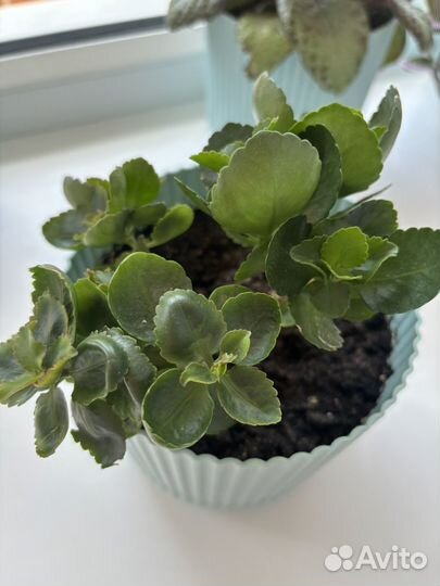 Каланхоэ цветущий