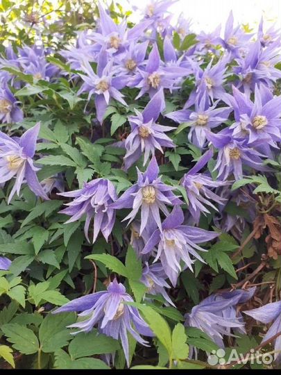 Многолетние цветы для сада