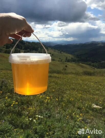 Свежий мёд 2024