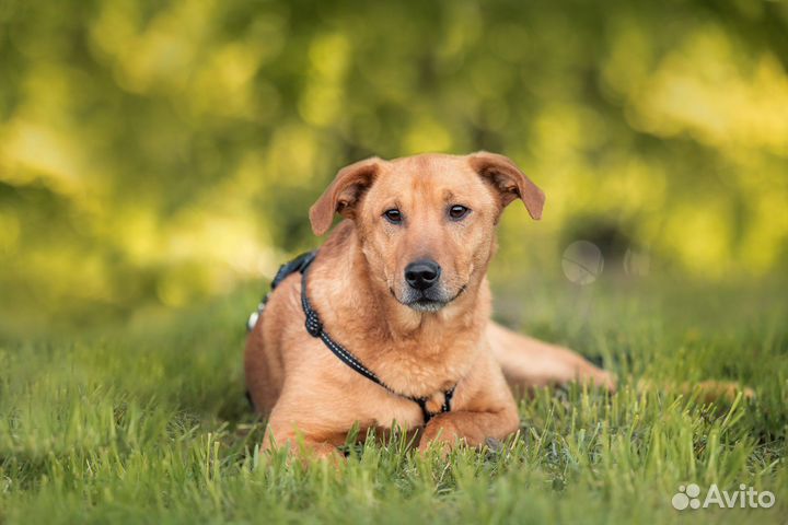 Собака в добрые руки/ бесплатно в дар