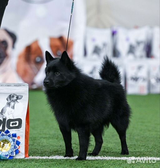 Схипперке / вязка