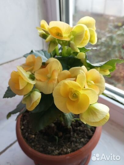 Бегония желтая