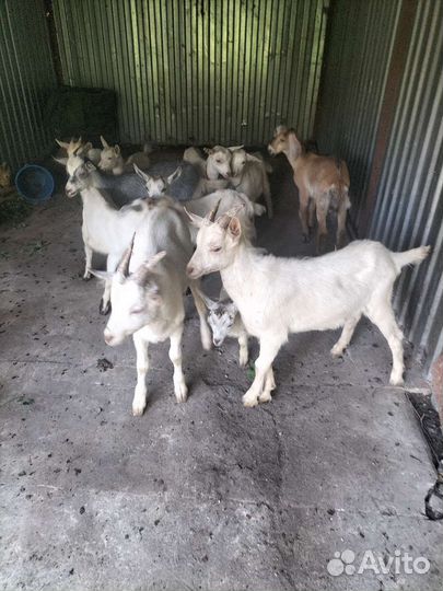 Козлята