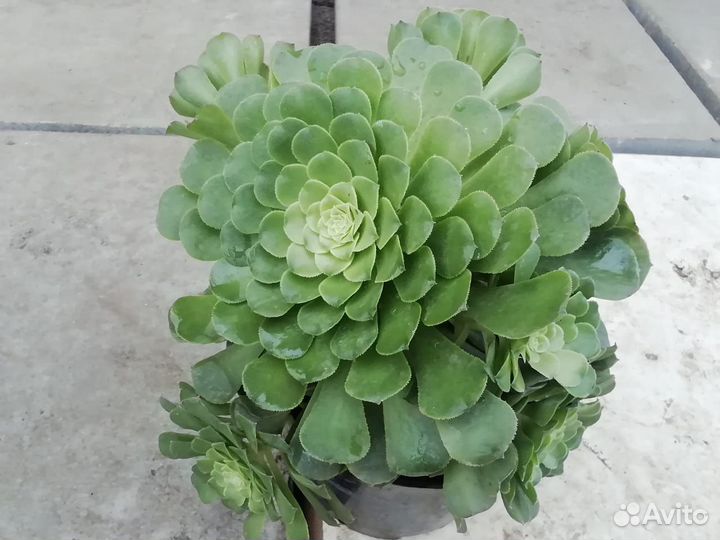 Продаю срезы эониума