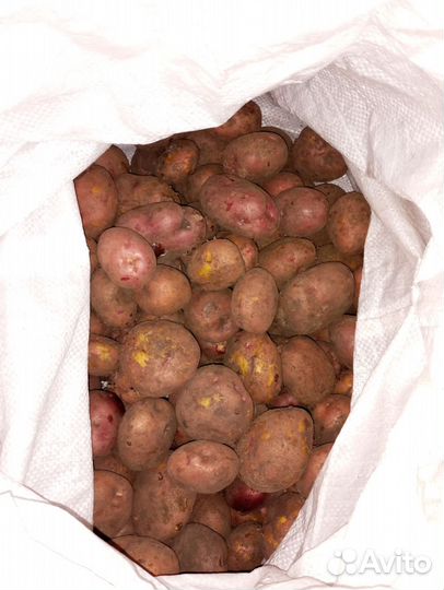 Картофель