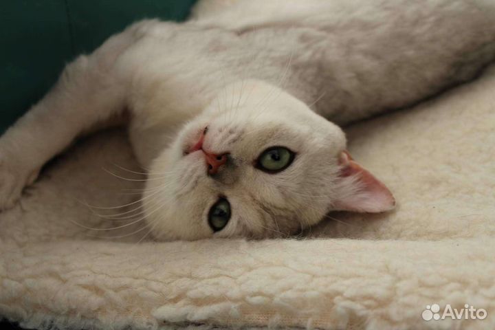 Передержка кошек на время отпуска