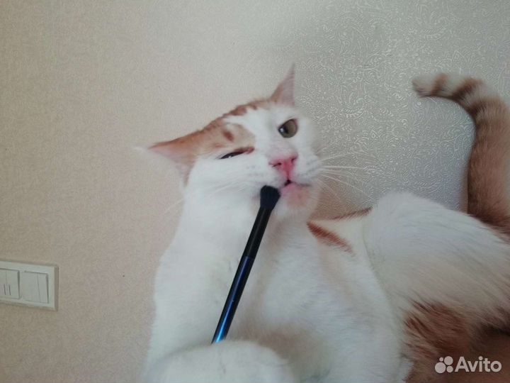 Замечательный Симба