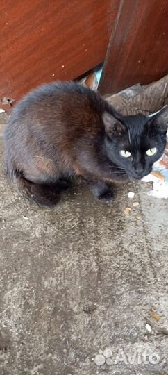 Кошечка,помесь бурманской