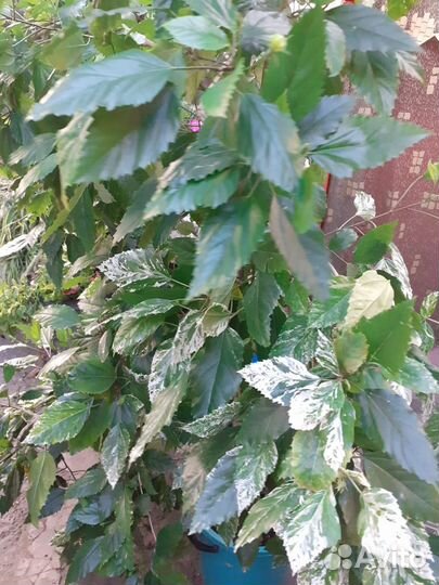 Продам цветы комнатные