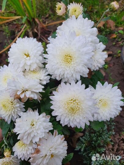 Хризантема