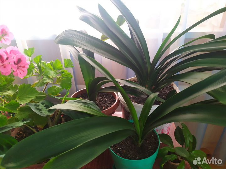 Комнатные цветы