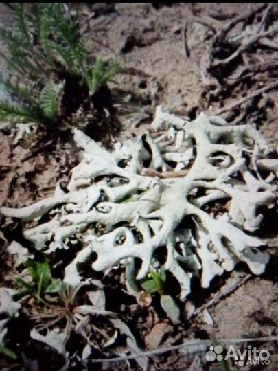 Трава парезная/пармелия блуждающая/солодка голая