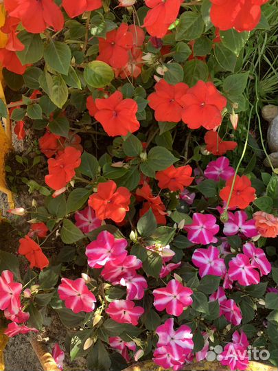 Комнатные цветы