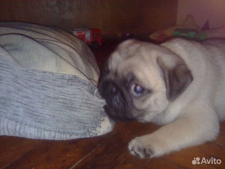 Щенки мопса