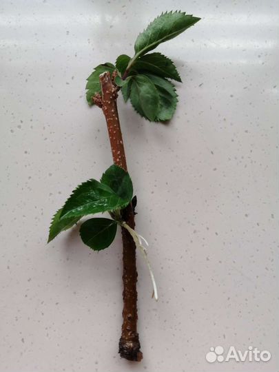 Форзиция - первый цветущий кустарник