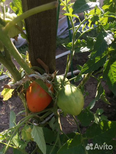 Домашние овощи