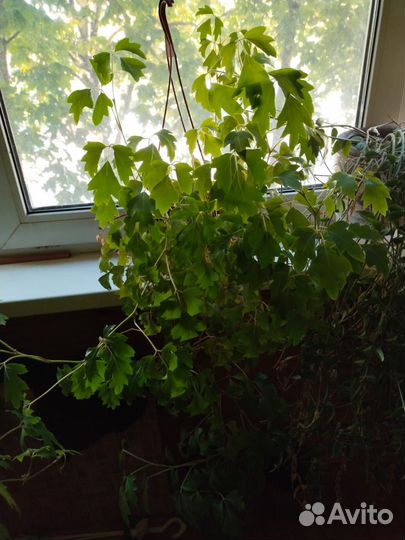 Циссус ромболистный