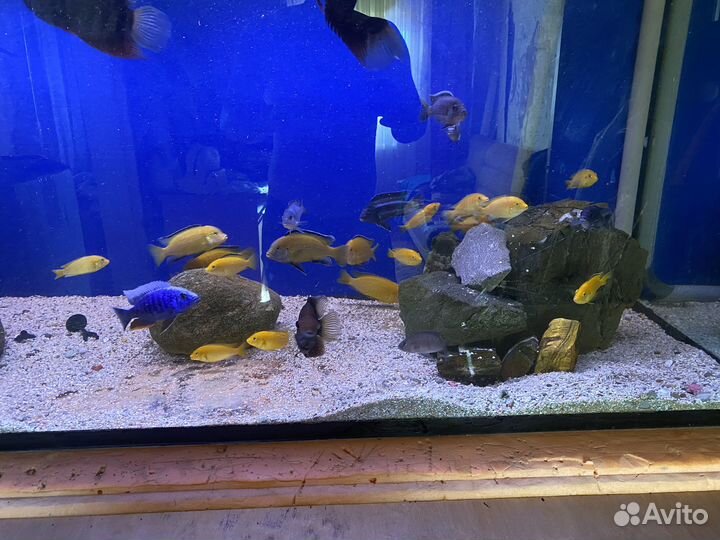 Аквариумные рыбки